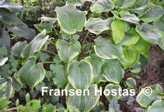 Hosta Unchained Melody